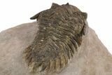 Bargain, Metacanthina Trilobite - Lghaft, Morocco #312380-5